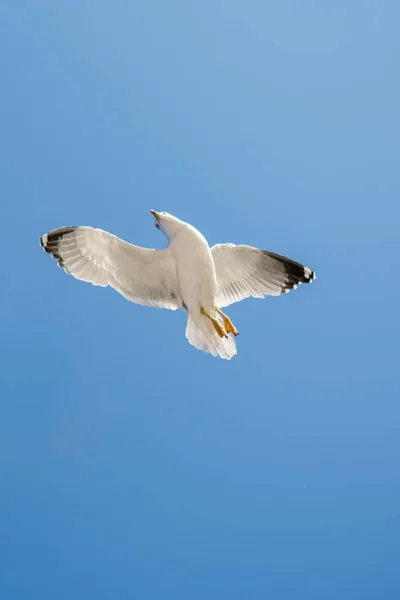 Single Seagull Flying Blue Sky Background — Stock Photo, Image