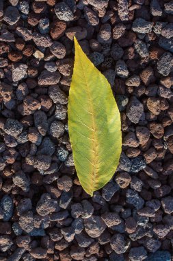  Büyük kuru yaprak yakın görünümü, doğa kavramı.