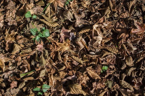 Fondo Texturizado Temporada Otoñal Con Hojas — Foto de Stock