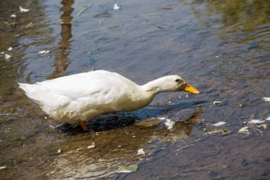 Yalnız ördek gölet sularda hareket