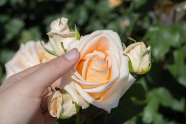 Gül bahçesinde bir gül tutarken