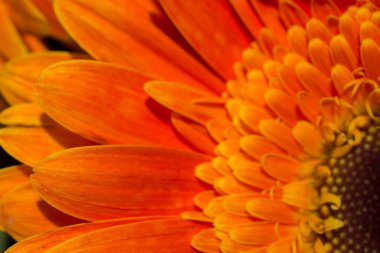 Makro manzaralı güzel renkli doğal bahar çiçekleri