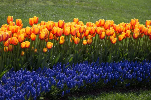 Tulipani Colore Arancione Che Fioriscono Giardino Primavera — Foto Stock