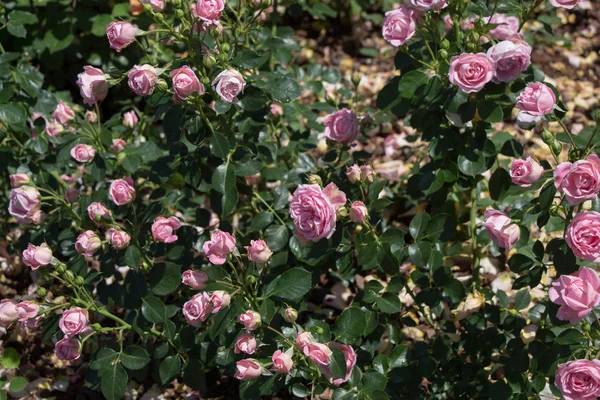 Flores Hermosas Rosas Colores Fondo Del Jardín — Foto de Stock