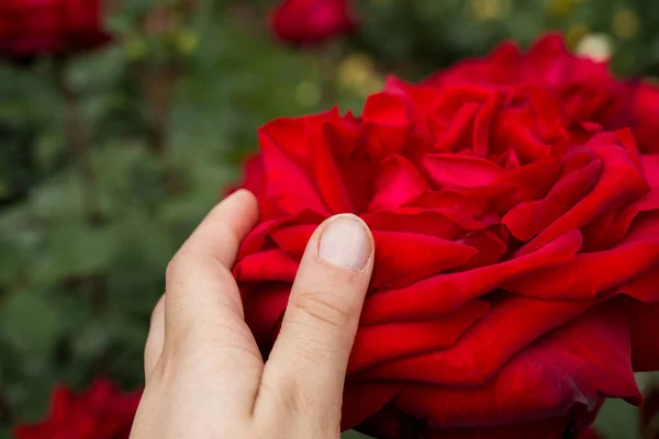 Hand Met Een Kleurrijke Rose Flower — Stockfoto