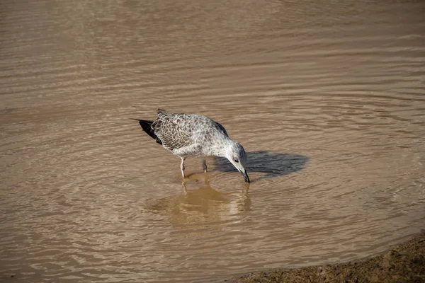 Seagull Rest Ground Muddy Waters — Stock Photo, Image