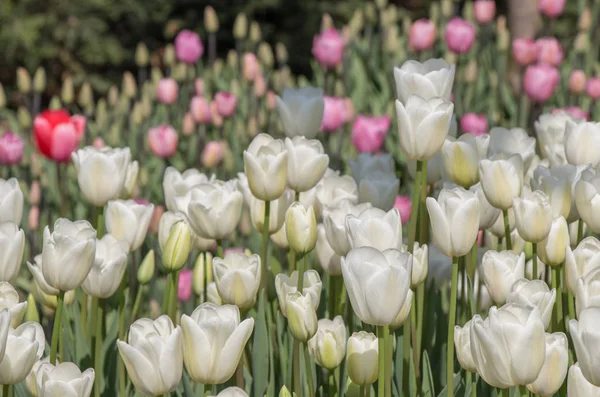 Biały Kolor Tulipany Kwitnące Wiosennym Ogrodzie — Zdjęcie stockowe