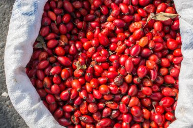 Vahşi Kuşburnu çay yapmak için kuşburnu meyvesi