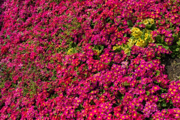 Blühende Frühlingsblumen Als Farbenfroher Hintergrund — Stockfoto