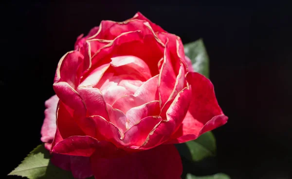 ดอกก หลาบท สวยงามท นหล — ภาพถ่ายสต็อก