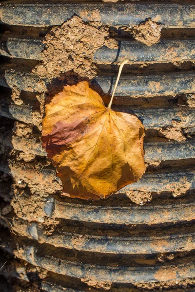 Una Foglia Secca Separata Dei Tempi Autunno — Foto Stock