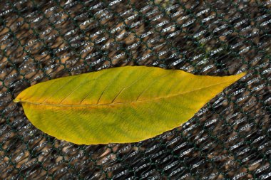 Sonbahar zamanlarının ayrı bir kuru yaprağı.