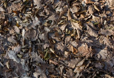 Sonbahar mevsiminin yapraklı desenli arka planı
