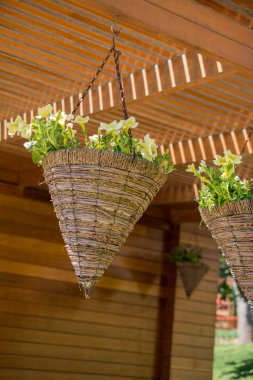 Çiçek saksısında güzel doğal bahar çiçekleri