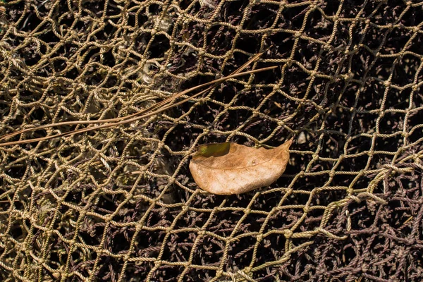 Uma Folha Seca Separada Épocas Outono — Fotografia de Stock