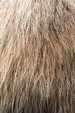Arka plan dokusu olarak dekoratif hayvan kürkü