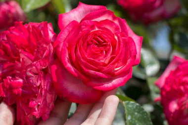Yakından bakınca güzel taze güller.