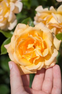 Gül bahçesinde bir gül tutarken