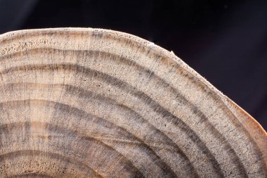 Ahşap dokusu arka planı için kullanılan küçük bir tahta parçası