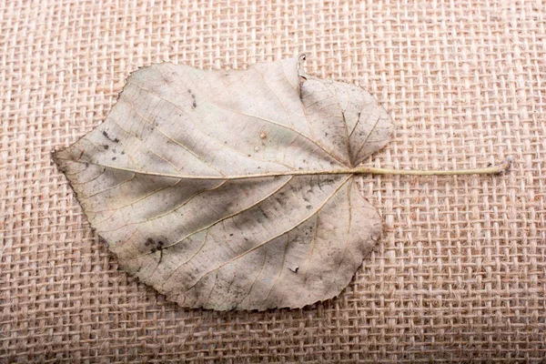 Een Apart Droog Blad Van Herfsttijd — Stockfoto