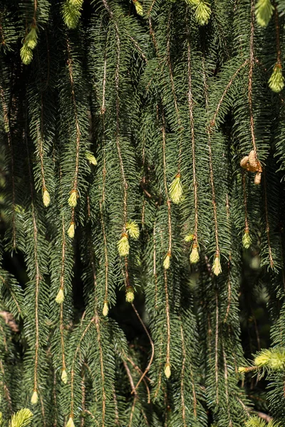 Part Green Pine Tree Closeup — Stock Photo, Image