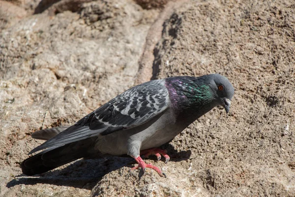 Pigeon Unique Assis Sur Fond Rocheux — Photo