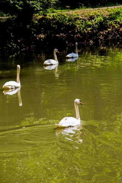 Cisnes Encantadores Vivem Ambiente Natural — Fotografia de Stock
