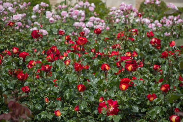 Blooming Beautiful Colorful Roses Garden Background — Stock Photo, Image