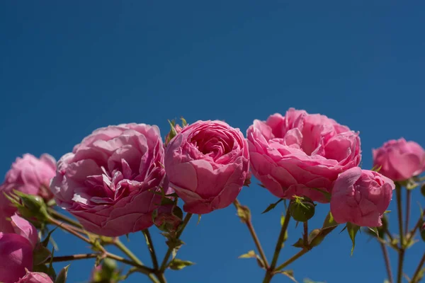 Hermosas Rosas Colores Con Cielo Fondo — Foto de Stock