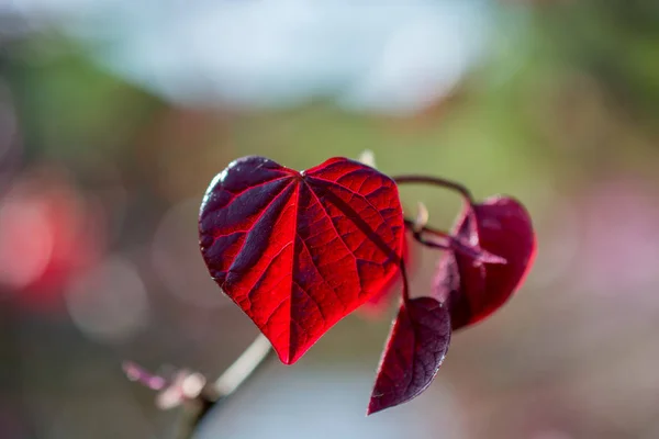 Красивые Сухие Листья Качестве Осеннего Фона — стоковое фото