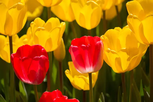 Fleurs Tulipes Fleurissant Printemps — Photo