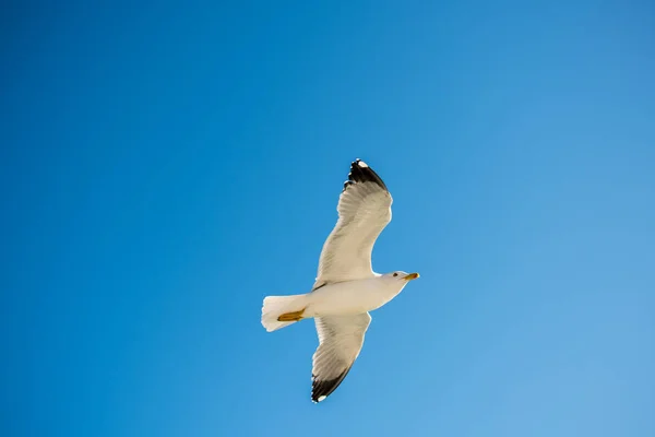 背景として青い空を飛ぶ一羽のカモメ — ストック写真