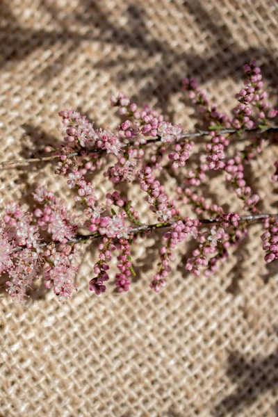 Colorful Wild Spring Flowers Canvas — Stock Photo, Image