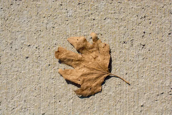 Feuille Arbre Sèche Comme Fond Automne — Photo