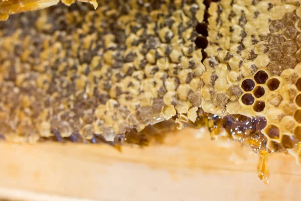 Söt Färsk Honung Den Förseglade Kamramen — Stockfoto