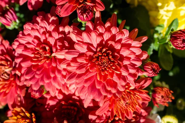 Hermosas Flores Frescas Como Fondo —  Fotos de Stock