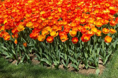 Bahar bahçesinde açan turuncu laleler