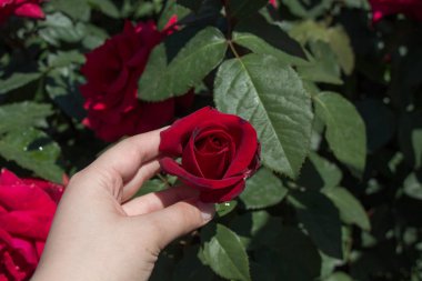 Renkli bir gül çiçeğini tutarken