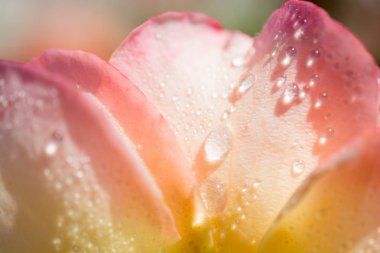 Üzerinde su damlaları olan güzel renkli bir gül.