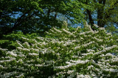 Arka plan olarak güzel taze çiçekler