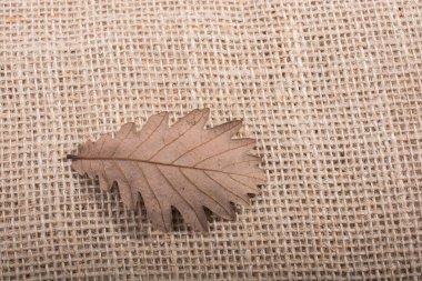 Görünümünde bir ayrı kuru yaprak