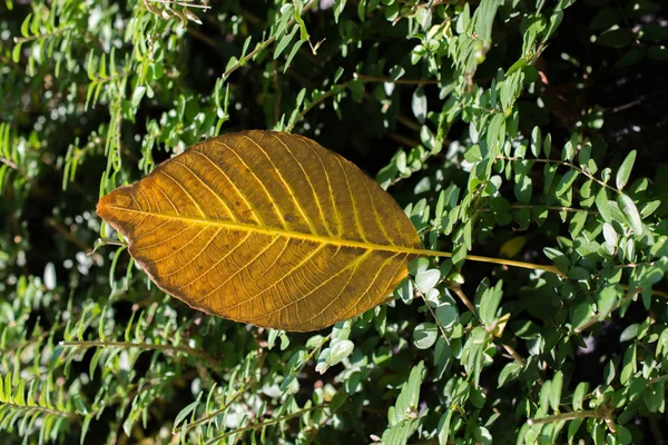 Una Foglia Secca Separata Dei Tempi Autunno — Foto Stock