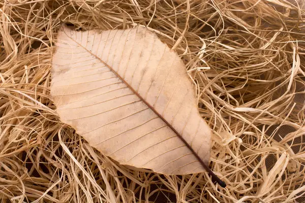 Beautiful Dry Autumn Leaf Placed Straw Background — Stock Photo, Image
