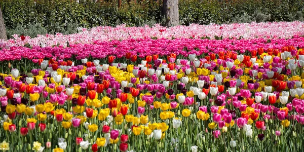 Tulpenblumen Verschiedenen Farben Blühen Frühling Garten — Stockfoto