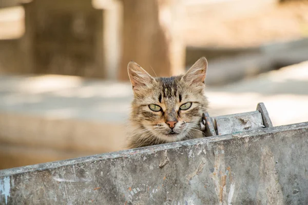 도시의 거리에서 수있는 고양이 — 스톡 사진