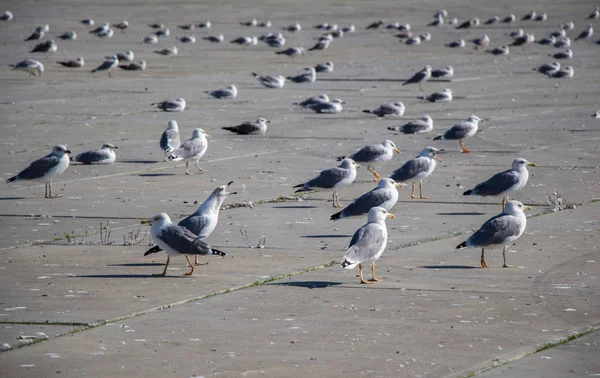 Seagulls Having Rest Concrete Ground — Stock Photo, Image