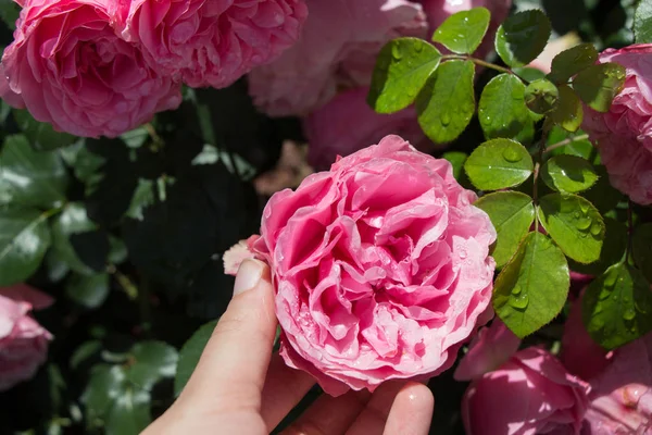 Mano Sosteniendo Una Rosa Jardín Rosas — Foto de Stock