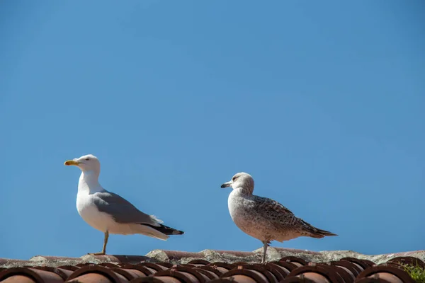 Möwe Sitzt Auf Dem Dach — Stockfoto