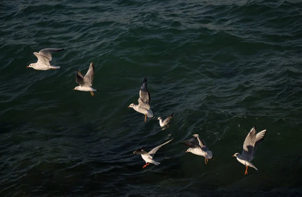 Måsar Som Flyger Himlen Över Havet — Stockfoto