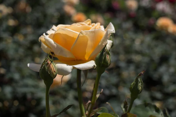 Όμορφο Πολύχρωμο Τριαντάφυλλο Λουλούδι Στον Κήπο Φόντο — Φωτογραφία Αρχείου